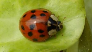 Biedronka azjatycka zalewa Polskę – sprawdź, jak skutecznie ją odstraszyć